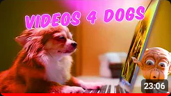 A dog watching videos on a computer